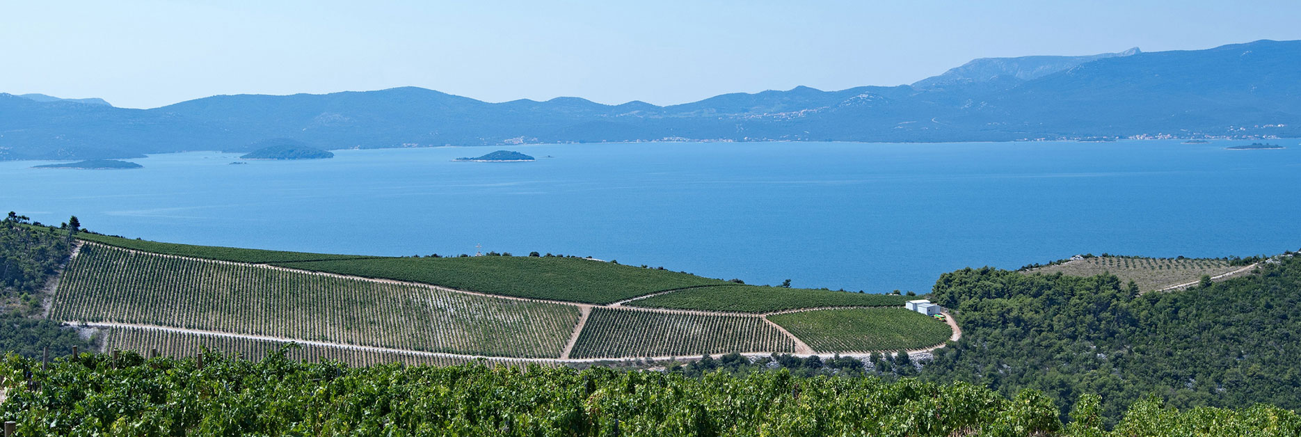 vino_dalmacija_hero